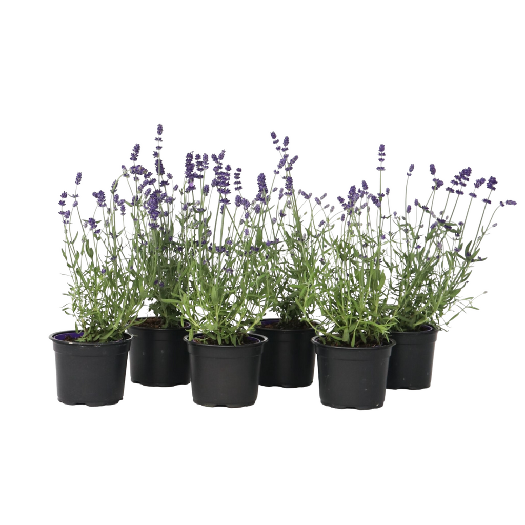 Lavandă - 36 buc - Lavandula angustifolia - Înălţime 10-15cm - ⌀11cm