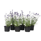 Lavandă - 36 buc - Lavandula angustifolia - Înălţime 10-15cm - ⌀11cm