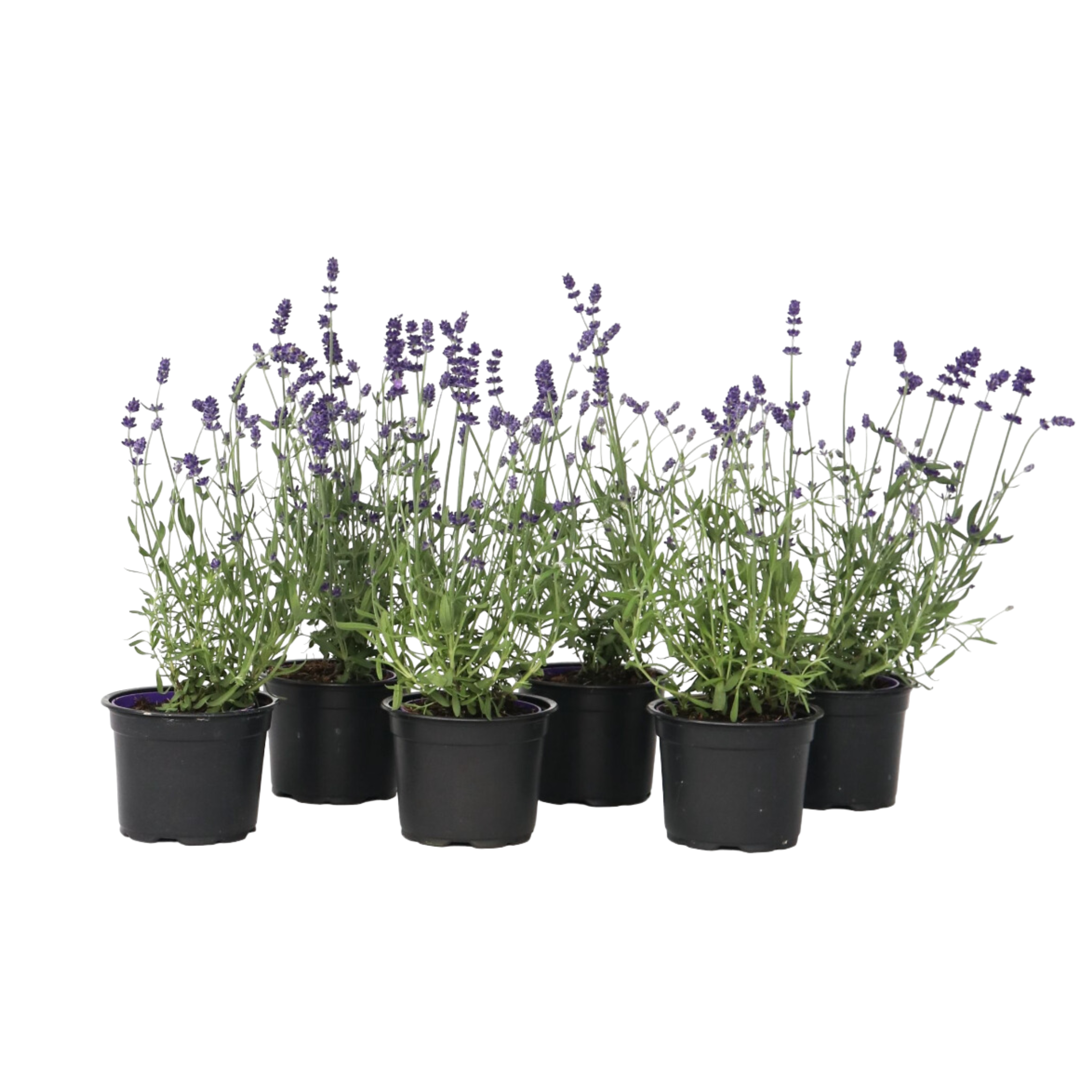 Lavandă - 36 buc - Lavandula angustifolia - Înălţime 10-15cm - ⌀11cm