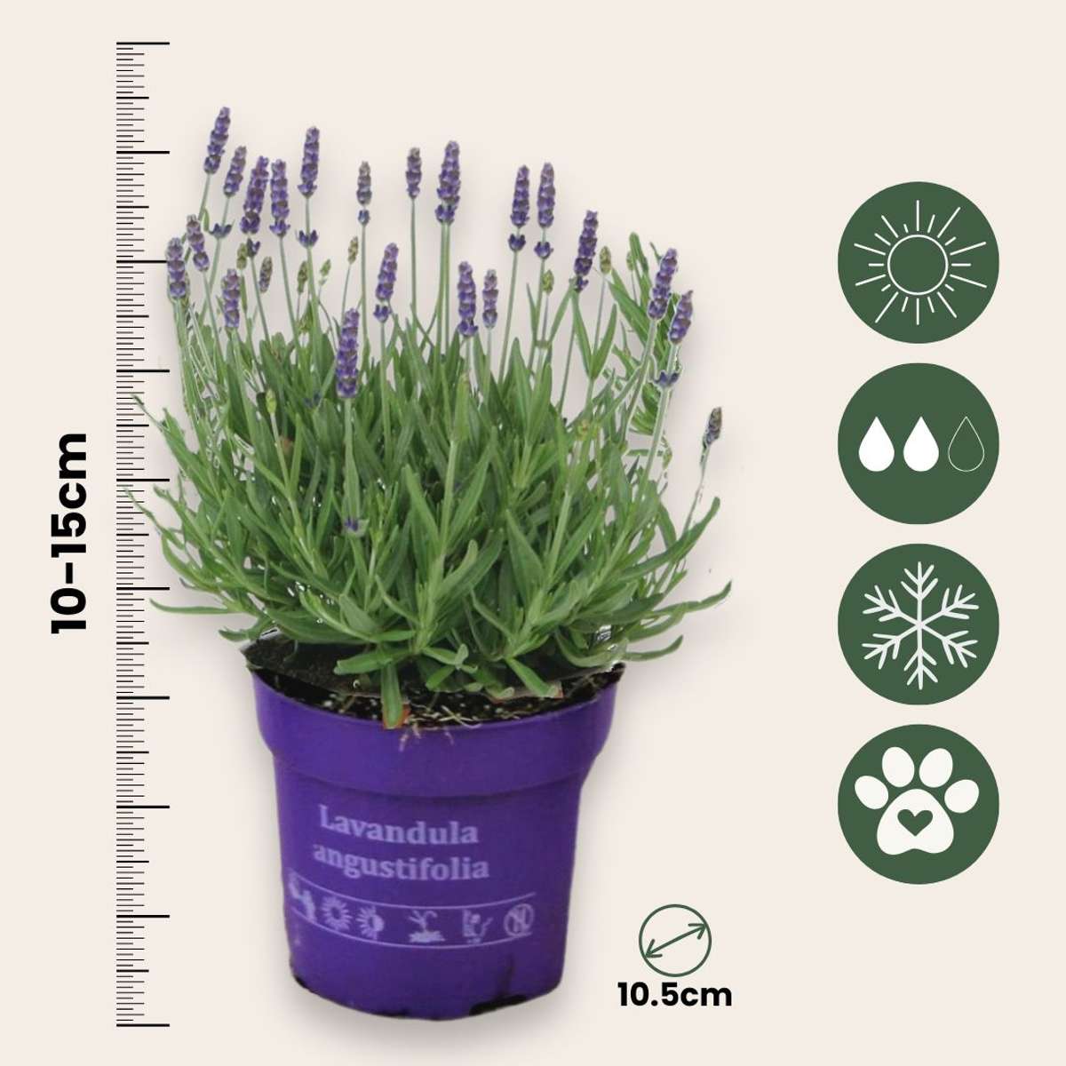 Lavandă - 36 buc - Lavandula angustifolia - Înălţime 10-15cm - ⌀11cm