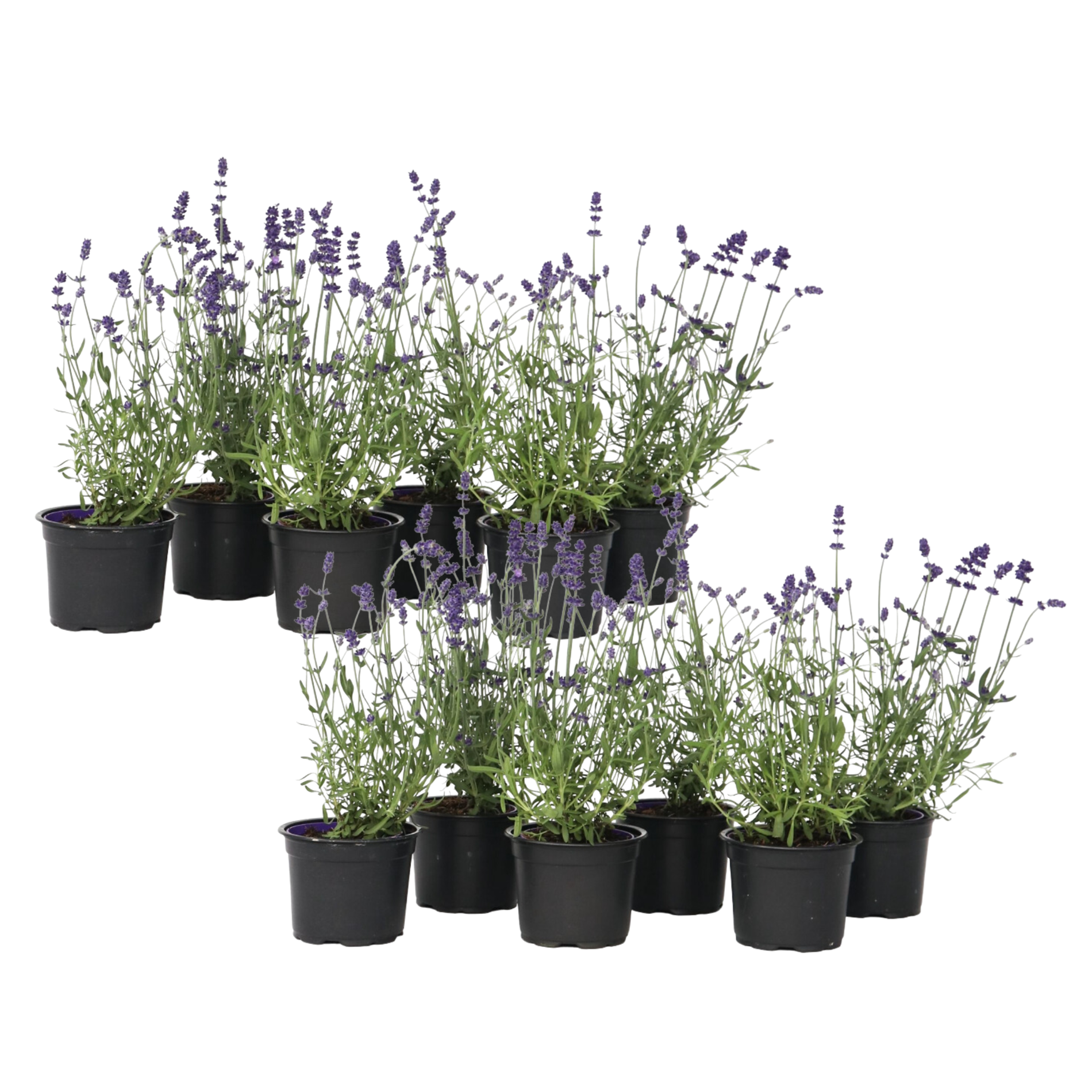 Lavandă - 12 buc - Lavandula angustifolia - Înălţime 10-15cm - ⌀11cm