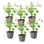 Trandafir de sud - 6 buc - Anisodontea capensis 'El Rayo' - În. 25-40cm - ⌀9cm