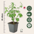 Trandafir de sud - 6 buc - Anisodontea capensis 'El Rayo' - În. 25-40cm - ⌀9cm