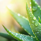 Planta de aloe vera - Aloe barbadensis - Inaltime 25-40cm - ⌀10,5cm