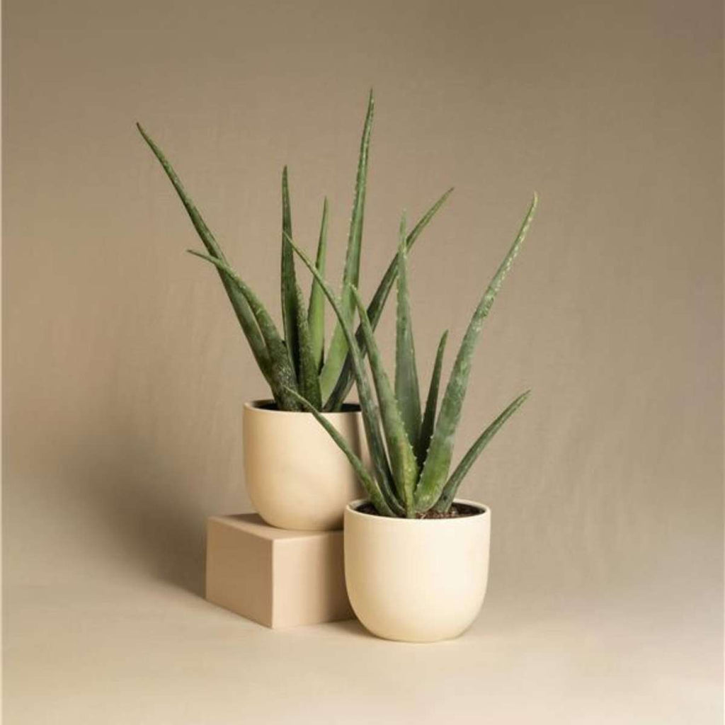 Planta de aloe vera - 2 buc - Aloe barbadensis - Înălţime 25-40cm - ⌀11cm