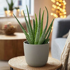 Planta de aloe vera - 2 buc - Aloe barbadensis - Înălţime 25-40cm - ⌀11cm
