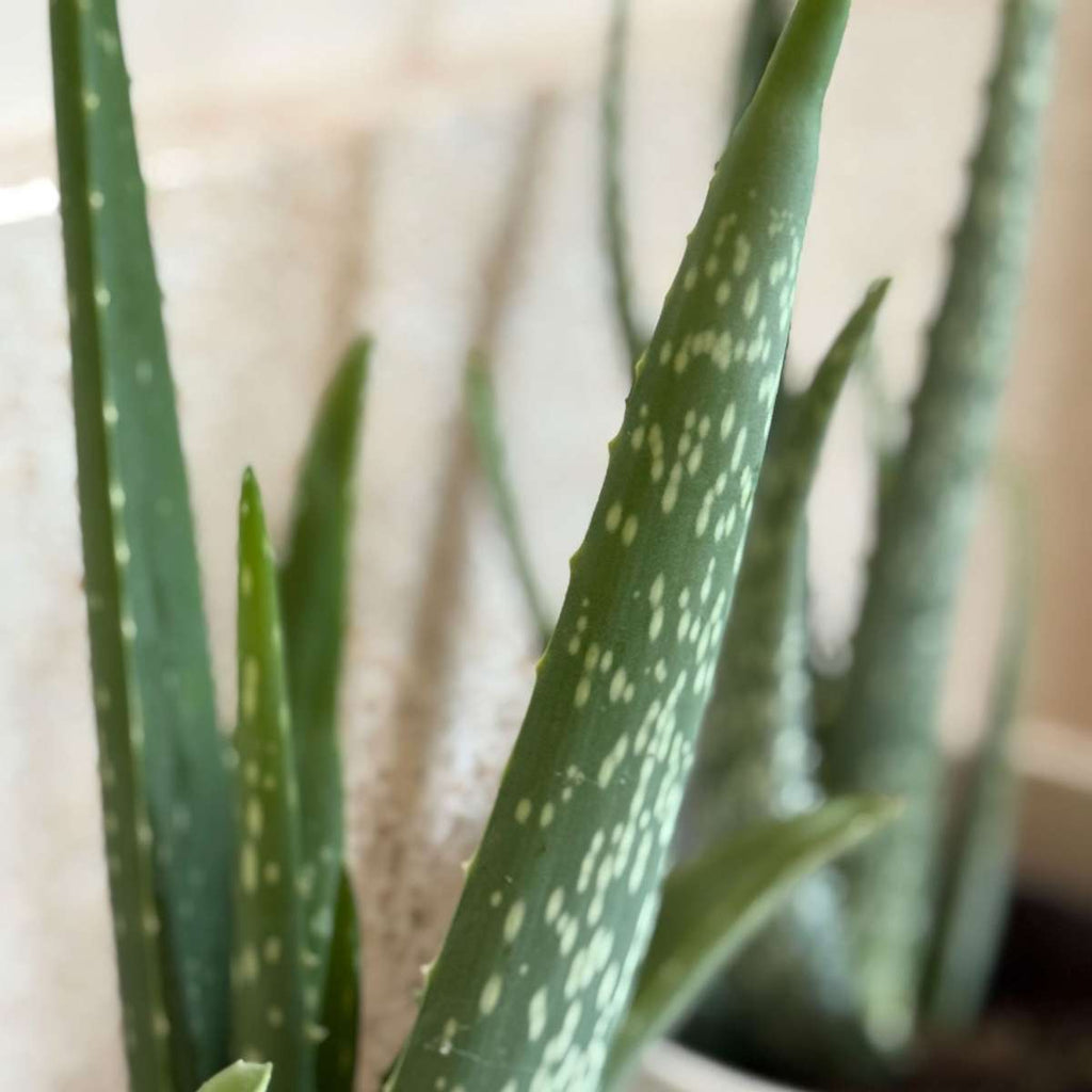 Planta de aloe vera - 2 buc - Aloe barbadensis - Înălţime 25-40cm - ⌀11cm