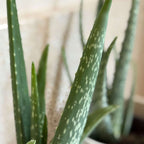 Planta de aloe vera - 2 buc - Aloe barbadensis - Înălţime 25-40cm - ⌀11cm