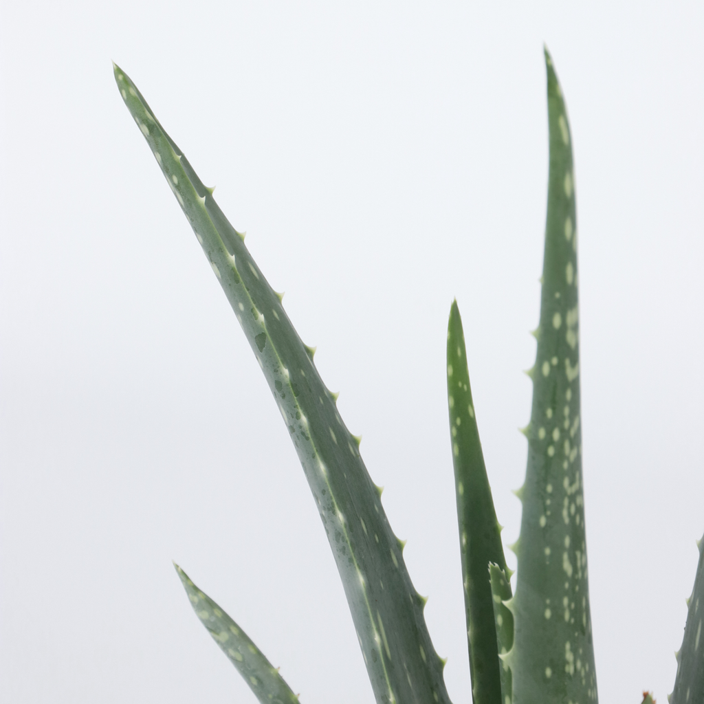 Planta de aloe vera - 2 buc - Aloe barbadensis - Înălţime 25-40cm - ⌀11cm