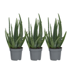 Planta de aloe vera - 3 buc - Aloe barbadensis - Înălţime 25-40cm - ⌀11cm