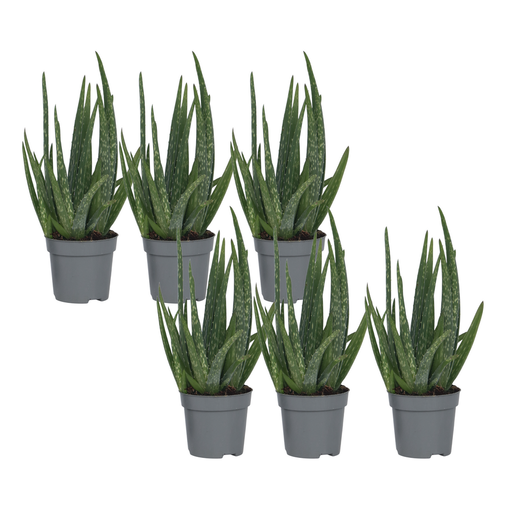 Planta de aloe vera - 6 buc - Aloe barbadensis - Înălţime 25-40cm - ⌀11cm