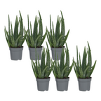 Planta de aloe vera - 6 buc - Aloe barbadensis - Înălţime 25-40cm - ⌀11cm