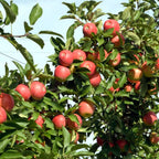 Măr - 3 buc - Malus - Înălţime 60-70cm - ⌀9cm