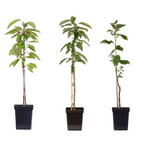 Măr - 3 buc - Malus - Înălţime 60-70cm - ⌀9cm
