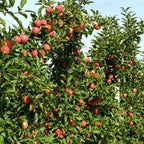 Măr - 6 buc - Malus - Înălţime 60-70cm - ⌀9cm