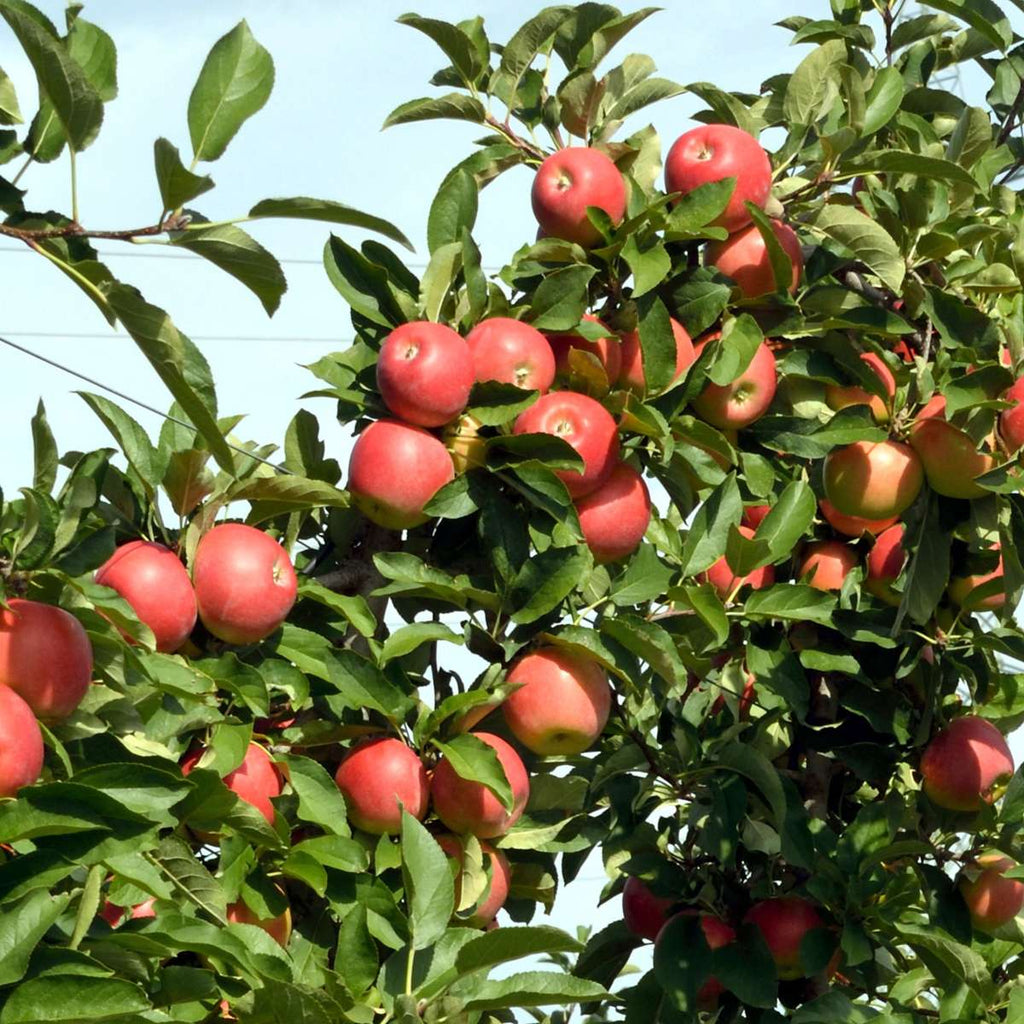 Măr - 6 buc - Malus - Înălţime 60-70cm - ⌀9cm