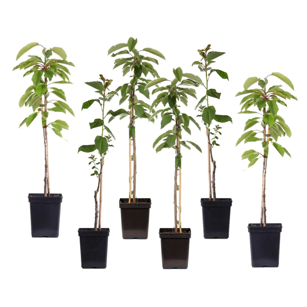 Măr - 6 buc - Malus - Înălţime 60-70cm - ⌀9cm