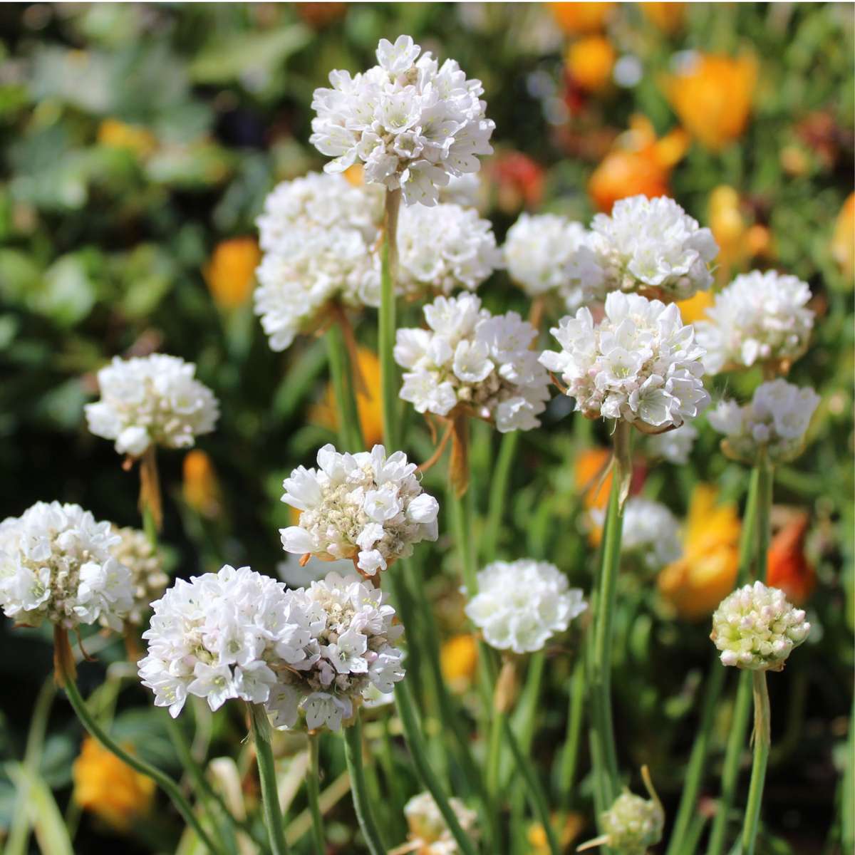 Limba peştelui - 3 buc - Armeria maritima 'Deep White' - În. 20-30cm - ⌀12cm