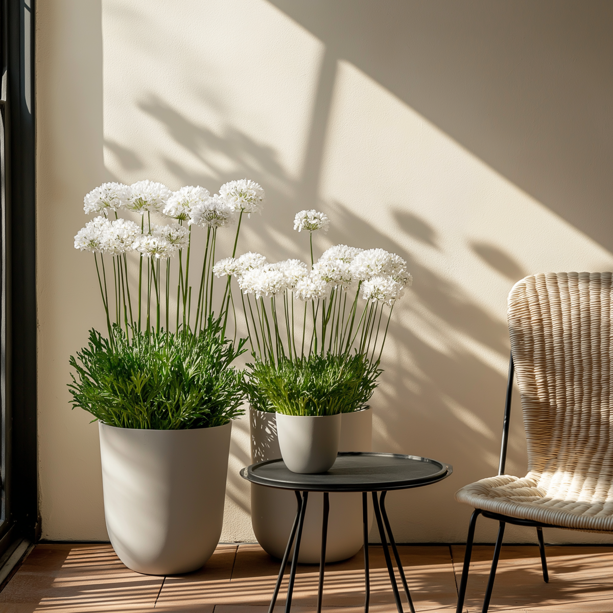 Limba peştelui - 3 buc - Armeria maritima 'Deep White' - În. 20-30cm - ⌀12cm