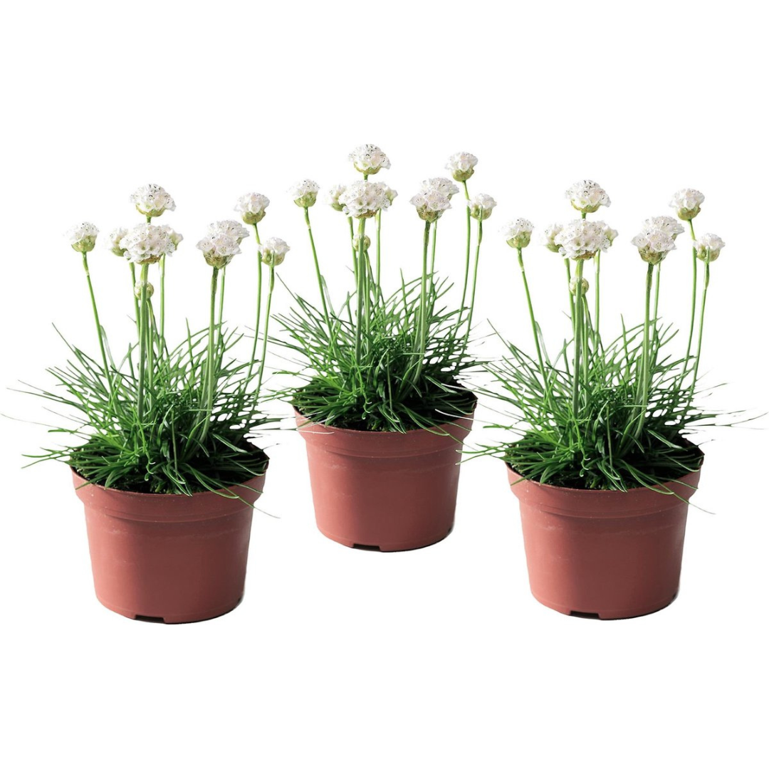 Limba peştelui - 3 buc - Armeria maritima 'Deep White' - În. 20-30cm - ⌀12cm