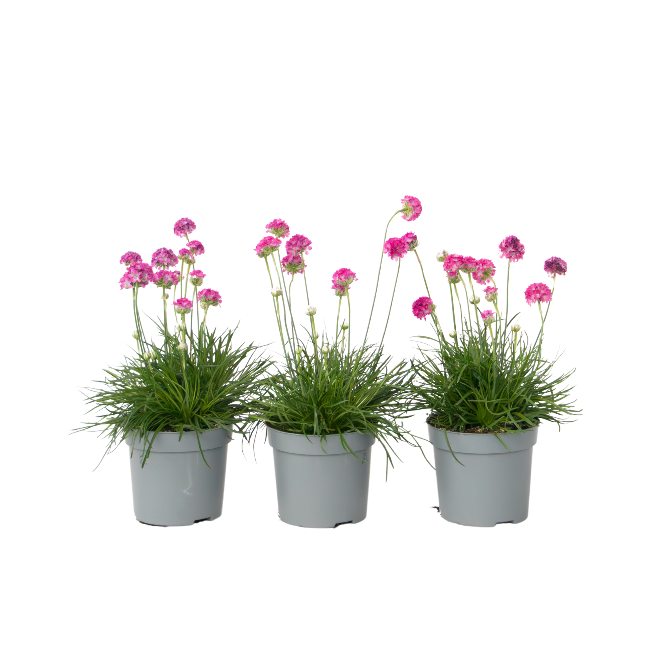 Limba peştelui - 3 buc - Armeria maritima 'Deep Rose' - Înălţime 20-30cm - ⌀12cm