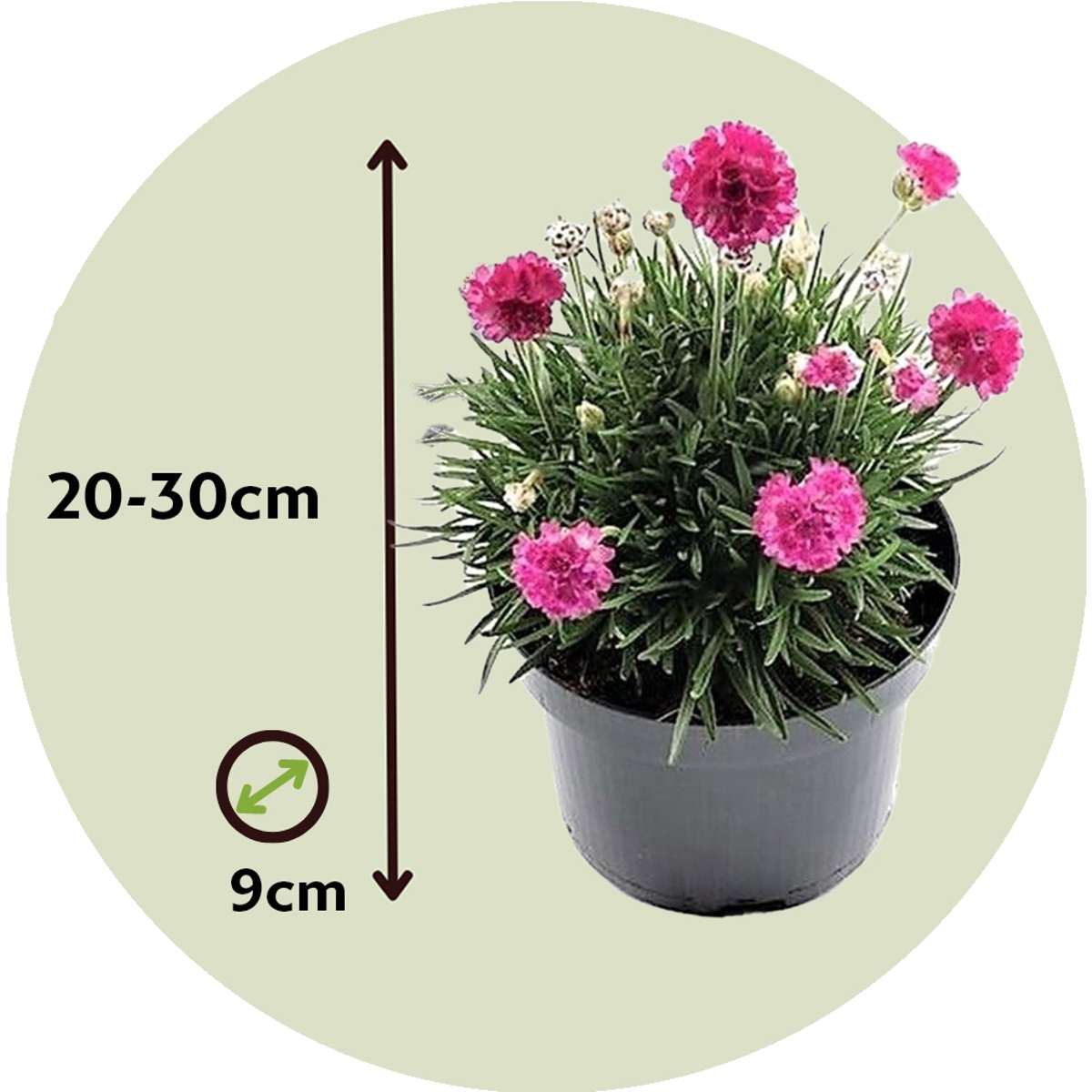 Limba peştelui - 3 buc - Armeria maritima 'Deep Rose' - Înălţime 20-30cm - ⌀12cm
