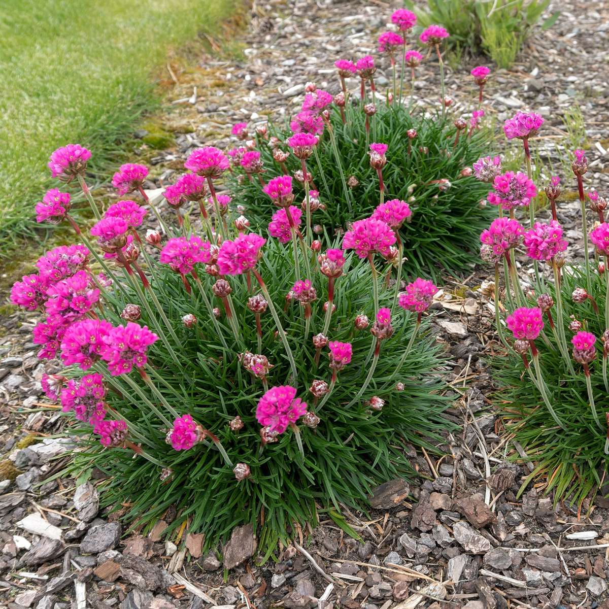 Limba peştelui - 6 buc - Armeria maritima 'Deep Rose' - Înălţime 20-30cm - ⌀12cm
