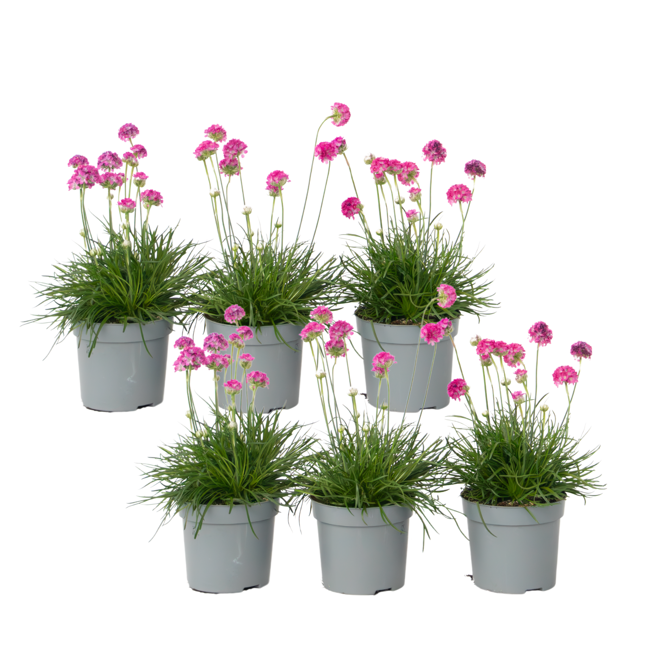 Limba peştelui - 6 buc - Armeria maritima 'Deep Rose' - Înălţime 20-30cm - ⌀12cm