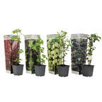 Mix de fructe de pădure - 4 buc - Înălţime 25-40cm - ⌀9cm