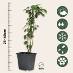 Mix de fructe de pădure - 4 buc - Înălţime 25-40cm - ⌀9cm