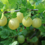 Mix de fructe de pădure - 4 buc - Înălţime 25-40cm - ⌀9cm