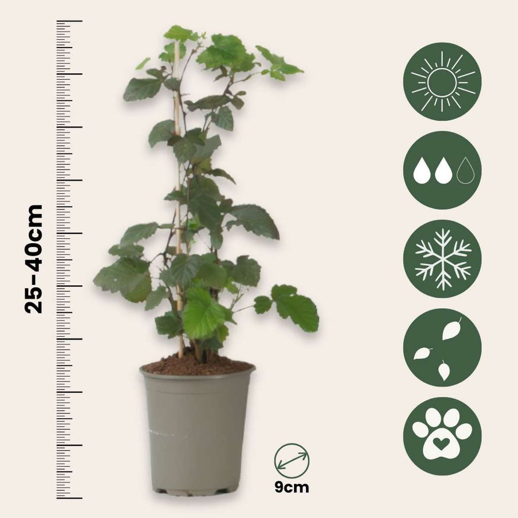Mur - 3 buc. - Rubus Thornless - Înălţime 25-40cm - ⌀9cm