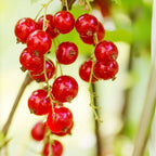 Coacăz roșu - 3 buc. - Ribes rubrum - Înălţime 25-40cm - ⌀9cm