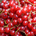 Coacăz roșu - 3 buc. - Ribes rubrum - Înălţime 25-40cm - ⌀9cm