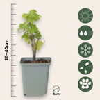 Coacăz roșu - 3 buc. - Ribes rubrum - Înălţime 25-40cm - ⌀9cm