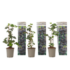 Mur - 3 buc. - Rubus Thornless - Înălţime 25-40cm - ⌀9cm