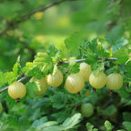 Agriș - 3 buc. - Ribes uva- crispa - Înălţime 25-40cm - ⌀9cm