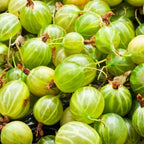 Agriș - 3 buc. - Ribes uva- crispa - Înălţime 25-40cm - ⌀9cm
