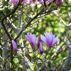 Magnolie - 6 buc - Magnolia - Înălţime 25-40cm - ⌀9cm