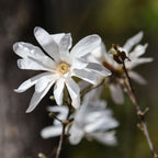 Magnolie - 3 buc - Magnolia 'Stellata' - Înălţime 25-40cm - ⌀9cm