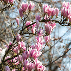 Magnolie - 3 buc - Magnolia 'Soulangea' - Înălţime 25-40cm - ⌀9cm