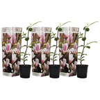 Magnolie - 3 buc - Magnolia 'Soulangea' - Înălţime 25-40cm - ⌀9cm