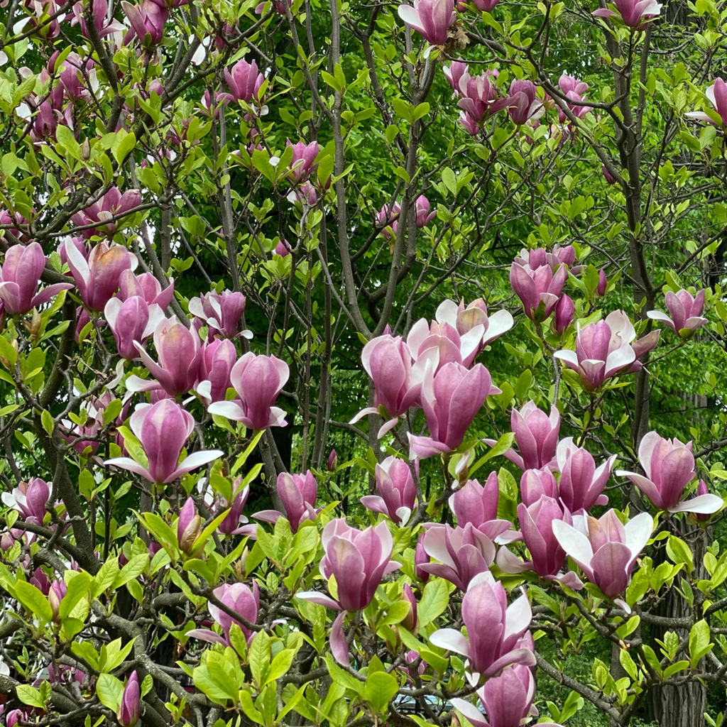 Magnolie - 3 buc - Magnolia 'Susan' - Înălţime 25-40cm - ⌀9cm