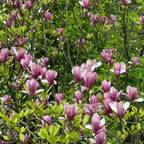 Magnolie - 3 buc - Magnolia 'Susan' - Înălţime 25-40cm - ⌀9cm