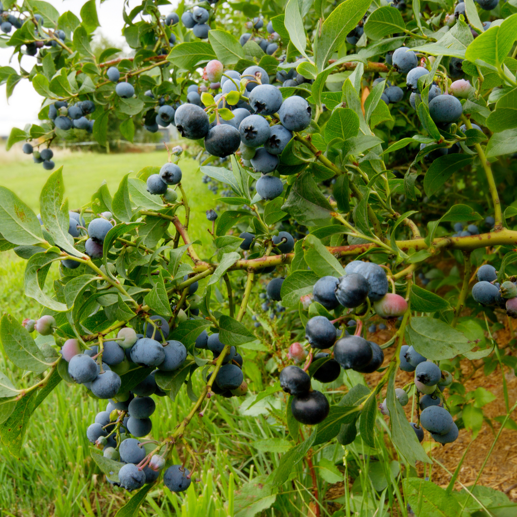 Afin cu tufă înaltă - 6 buc - Vaccinium Sunshine Blue - Înălţime 25-40cm - ⌀9cm