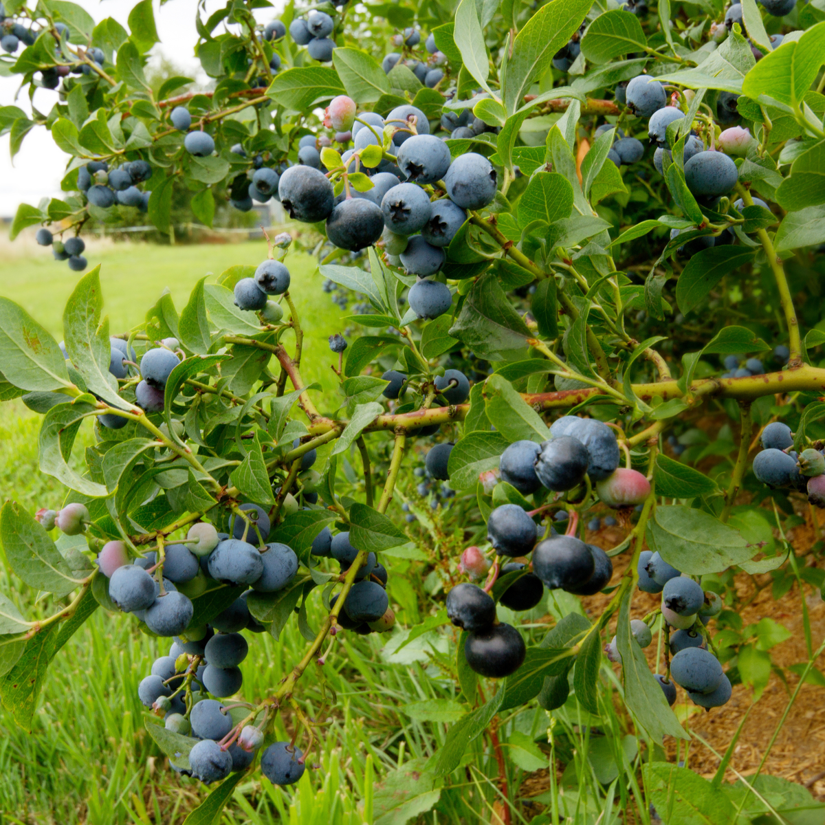 Afin cu tufă înaltă - 3 buc - Vaccinium Sunshine Blue - Înălţime 25-40cm - ⌀9cm