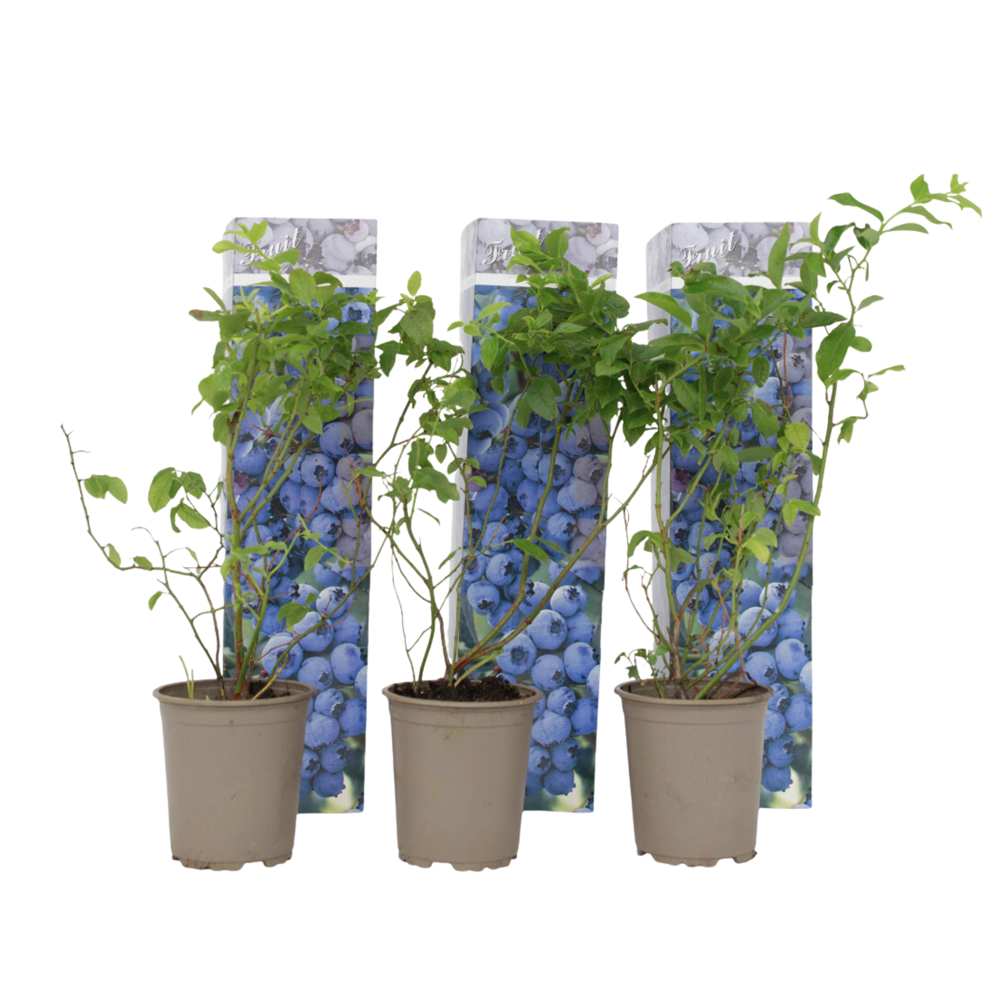 Afin cu tufă înaltă - 3 buc - Vaccinium Sunshine Blue - Înălţime 25-40cm - ⌀9cm