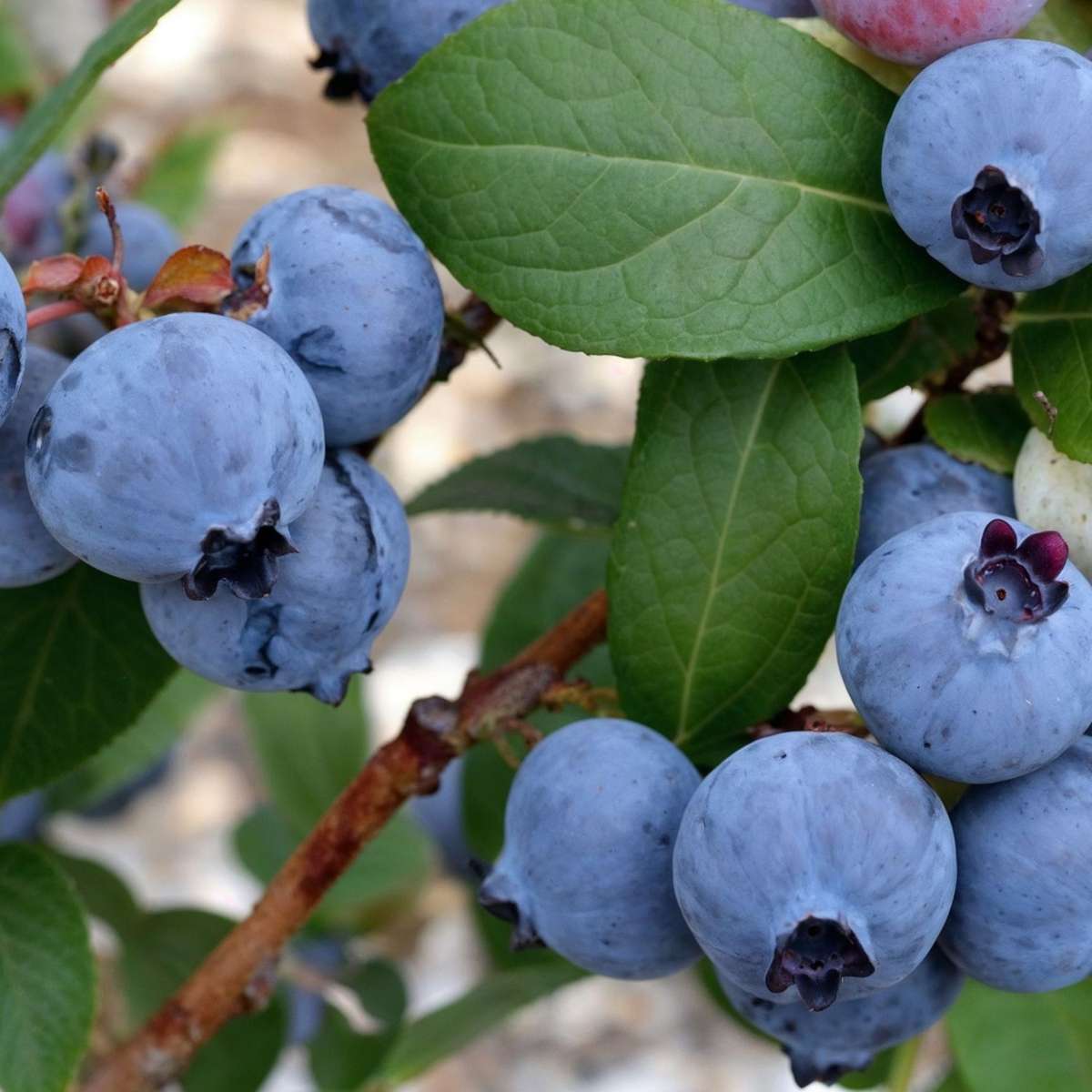 Afin cu tufă înaltă - 3 buc - Vaccinium Sunshine Blue - Înălţime 25-40cm - ⌀9cm