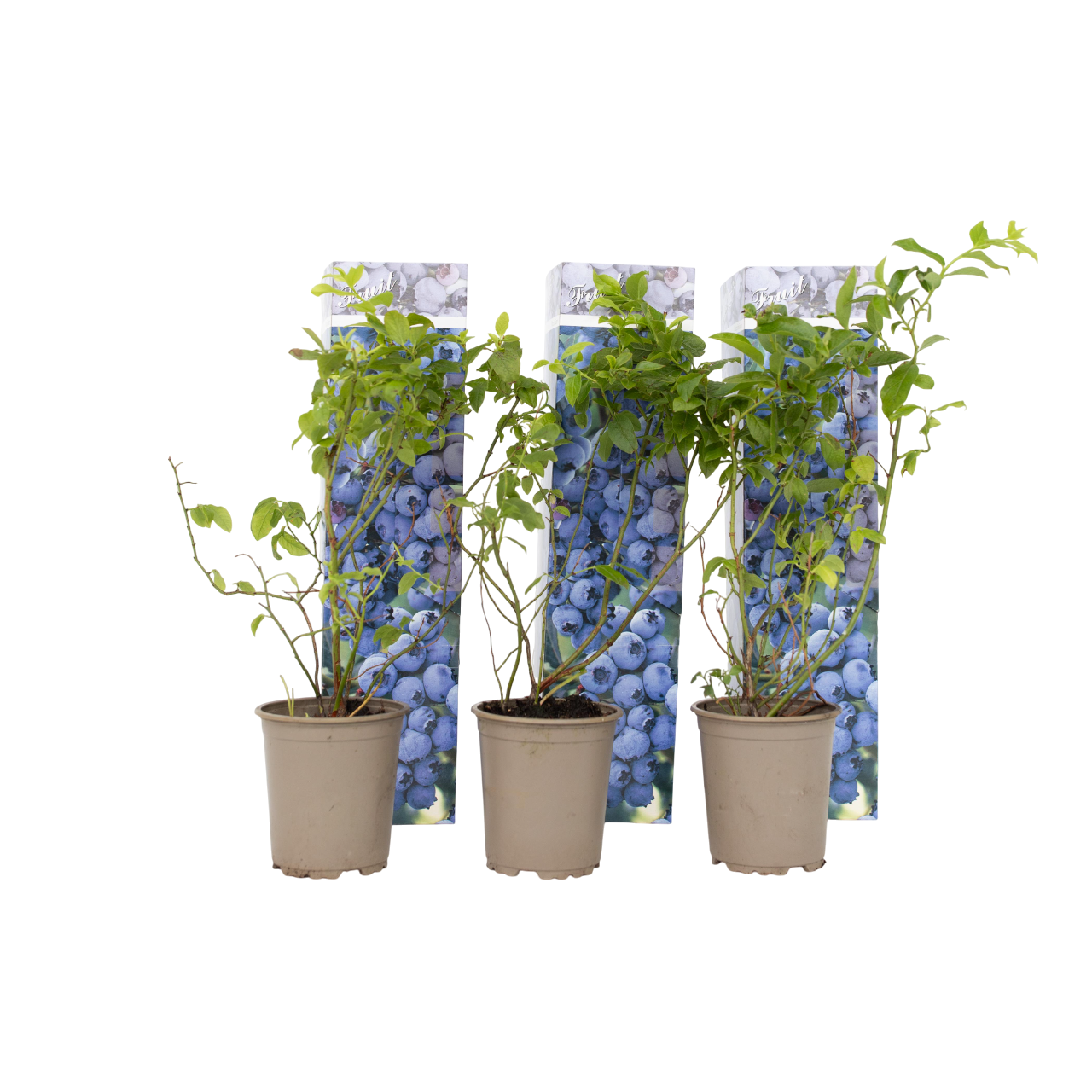 Afin cu tufă înaltă - 6 buc - Vaccinium Sunshine Blue - Înălţime 25-40cm - ⌀9cm