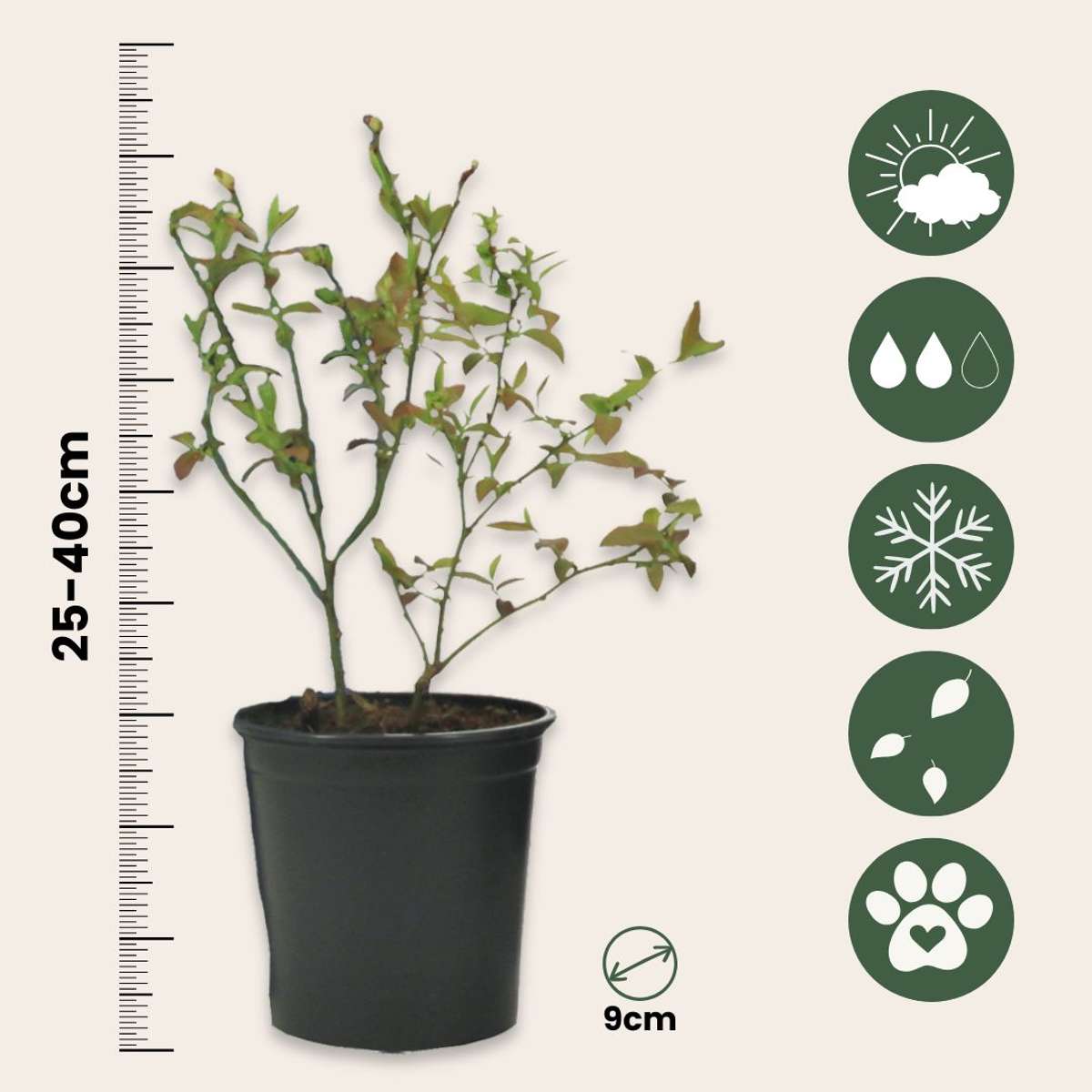 Afin cu tufă înaltă - 3 buc - Vaccinium Sunshine Blue - Înălţime 25-40cm - ⌀9cm